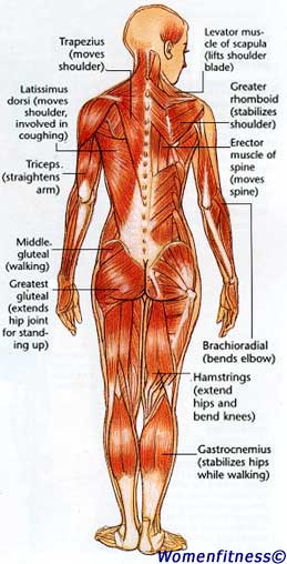 Muscle Map